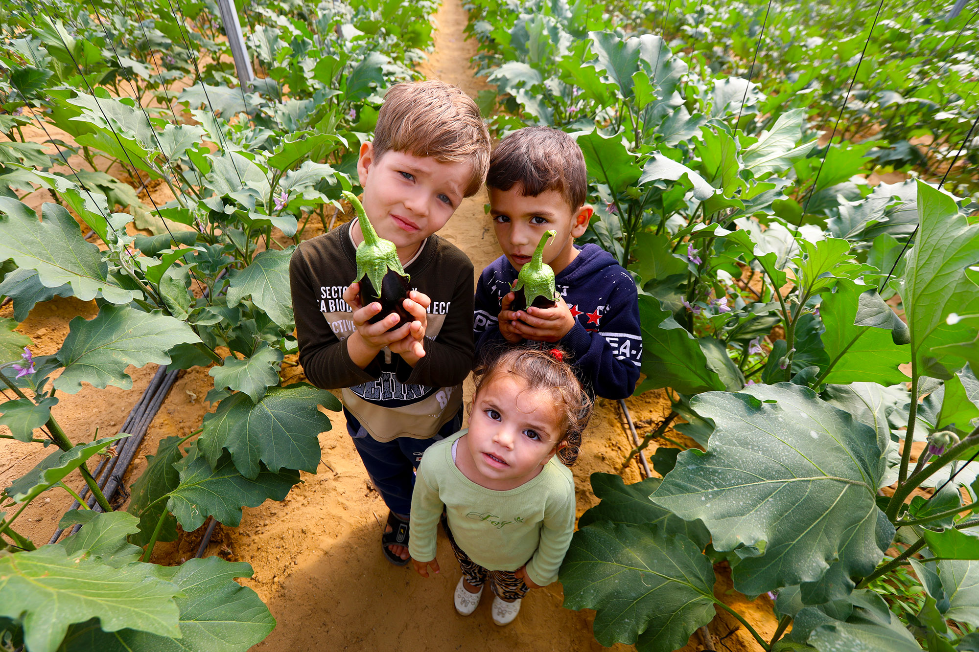 Wael's children hold up newly harvested eggplants from their greenhouse.
