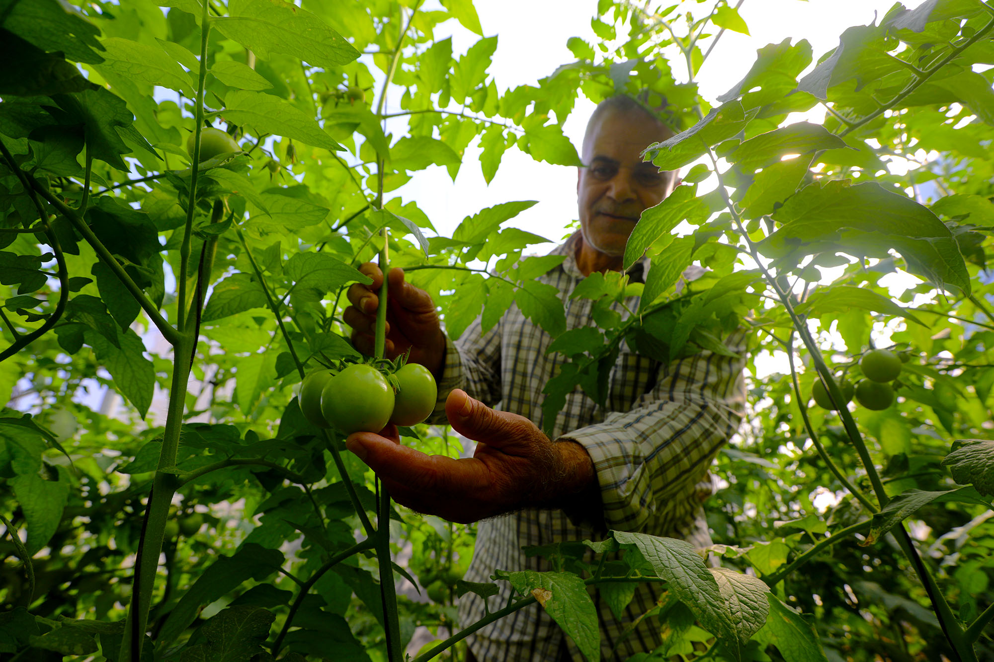 Saeed, a farmer from Zawayda, Deir Al Balah, Gaza, checks on his tomatoes inside his Anera built greenhouse.