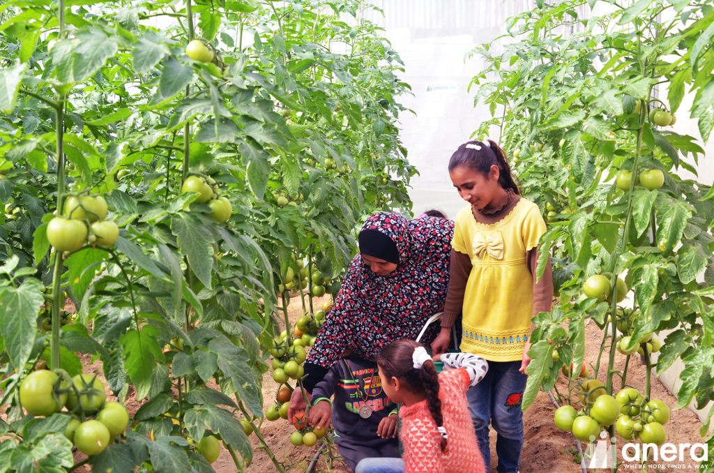 A Family in Gaza Using Their Anera Supplied Greenhouse