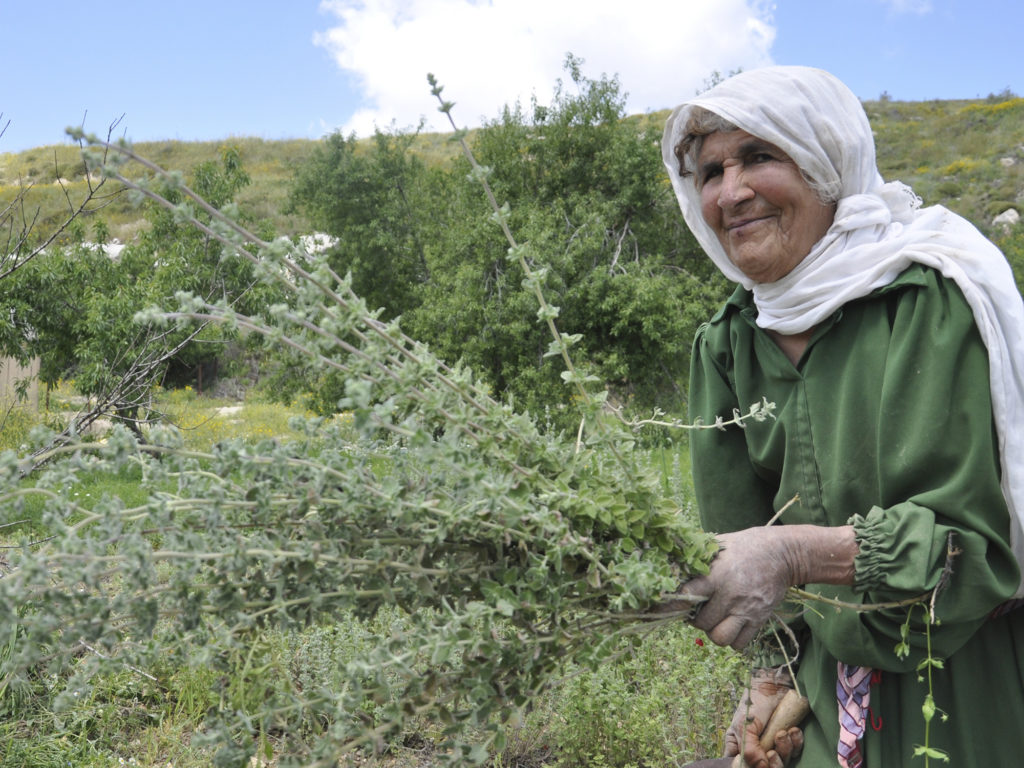 woman in field