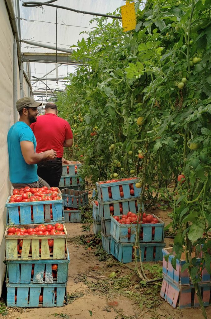 Crates of tomatoes. This tomato harvest from a Gaza greenhouse was saved from storm damage thanks to emergency repairs.