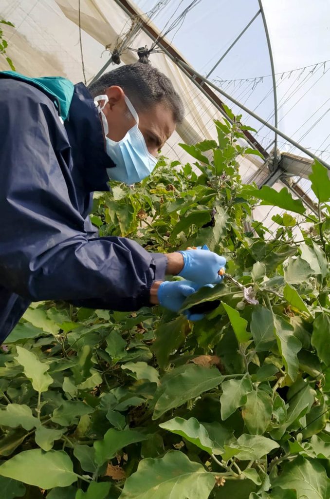 Osama weeds his crops in his greenhouse following the storm damage.