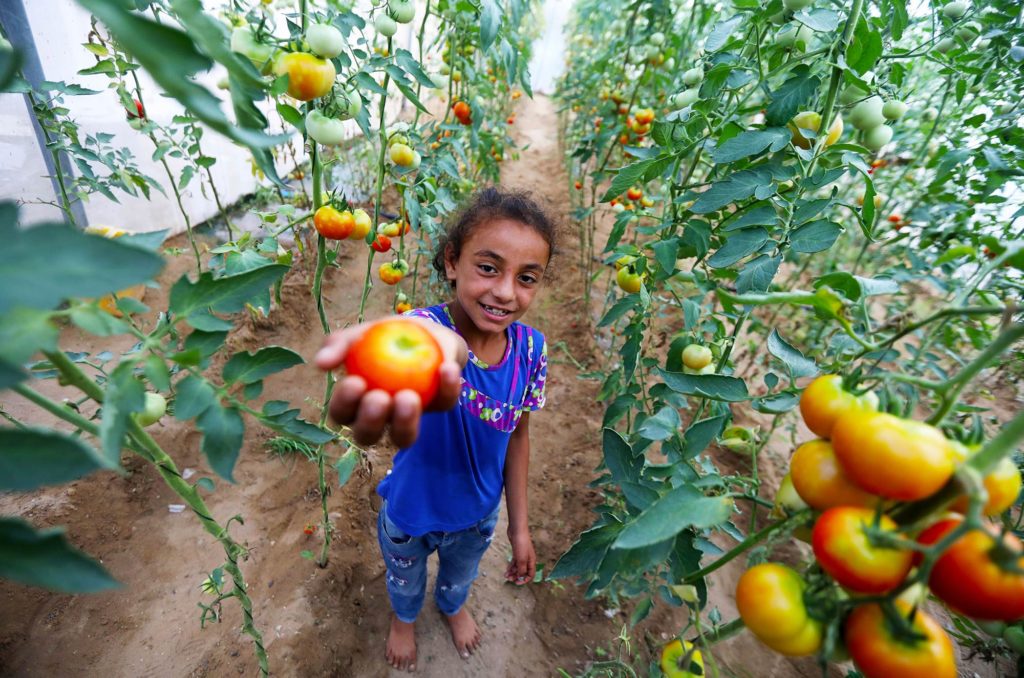 Mohammed's niece enjoys helping her family in harvesting ripe tomatoes.