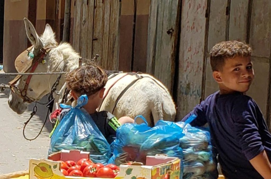Boy in a donkey cart helps collect vegetables from a distribution of vegetables to families in need in Gaza after Ramadan 2020.