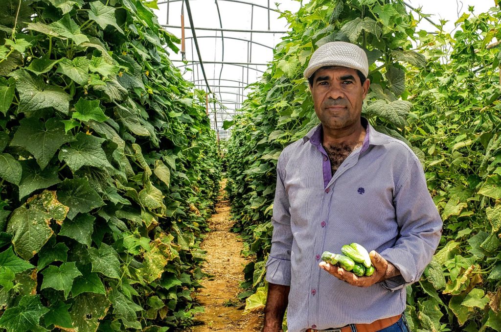 Gaza, greenhouses, repairs, Fayez, 2020.07.08 Fayez shares some of the cucumbers from his family greenhouse.