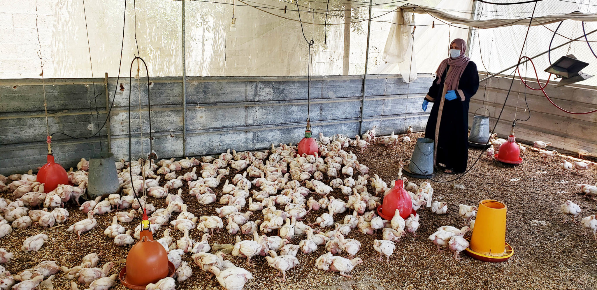 Gaza, Tijan EL-Zaaneen, Chicken Farm, Beit-Hanoon, Women Empowerment, May 2020