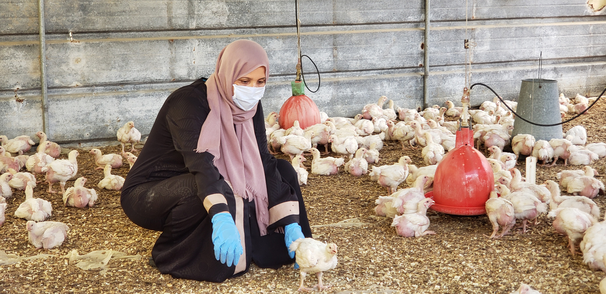 Tijan with her chickens. Gaza, Tijan EL-Zaaneen, Chicken Farm, Beit-Hanoon, Women Empowerment, May 2020