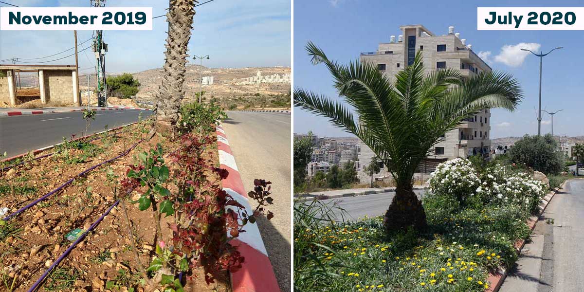 Public greenery before and after Anera installed the new reservoir for municipal water use in Ramallah.