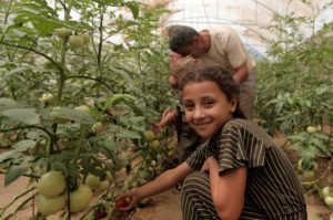 Mahmoud's family help pick tomatoes in their greenhouse.