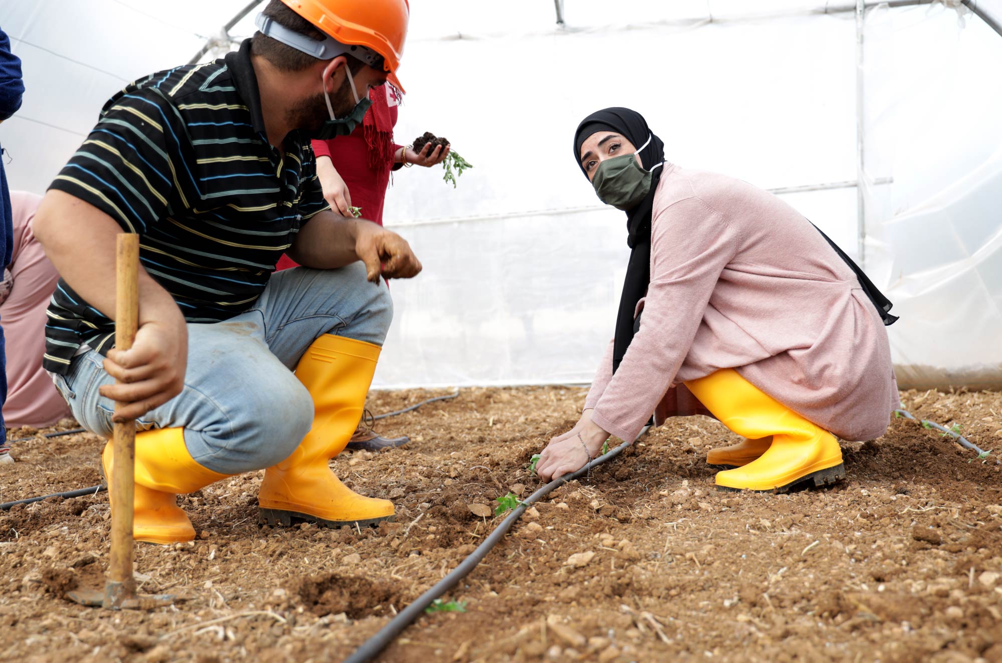 Fatima plants a seedling along an irrigation tube in a greenhouse.