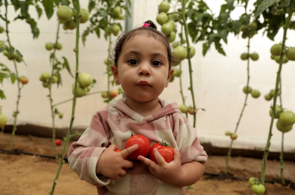 Qusay's young daughter gathers several tomatoes.