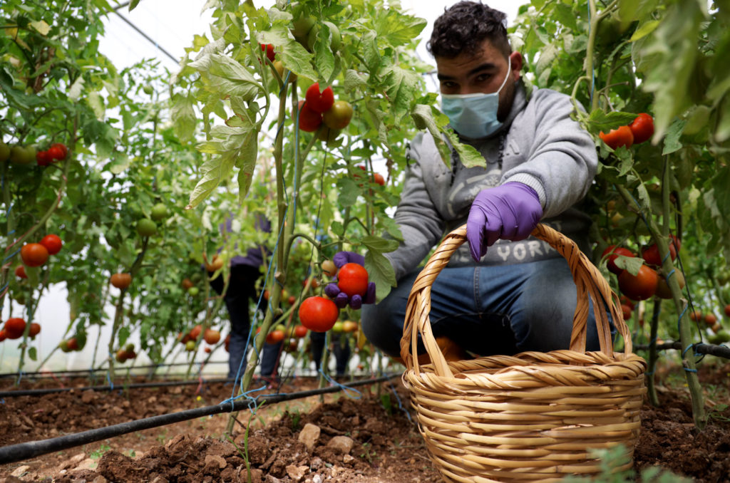 Young man fills a basket with tomatoes.