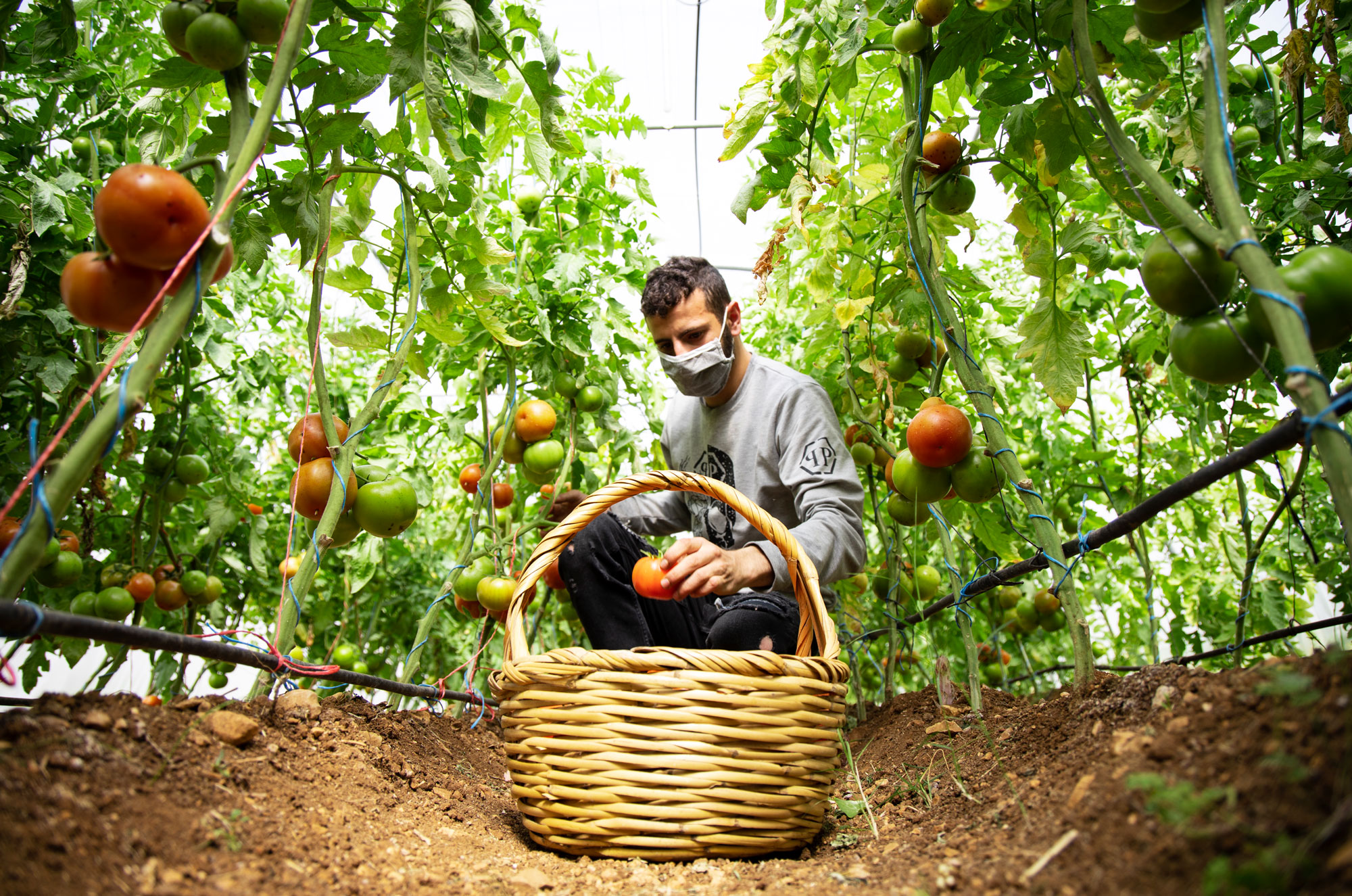 filling a basket with tomatoes