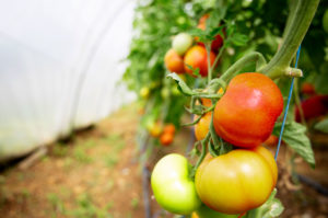 tomatoes
