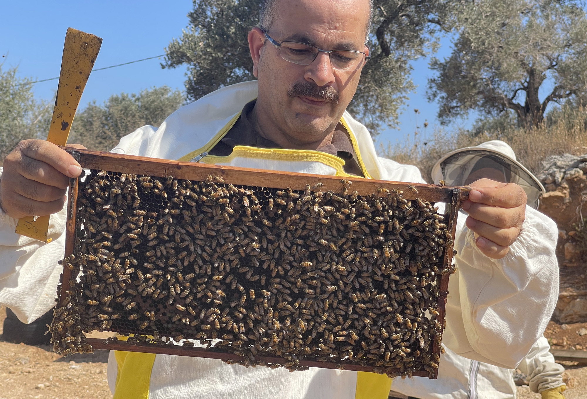 Anera's Palestine agricultural programs manager Naser Qadous works with Women Can participants to help make their projects a success. Here he is holding up a frame covered in honey bees.