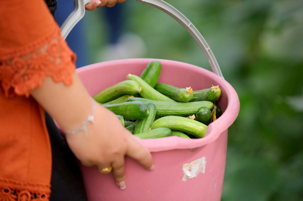 Anera-Yasmine-Farmer-West-Bank-Women-Can-2