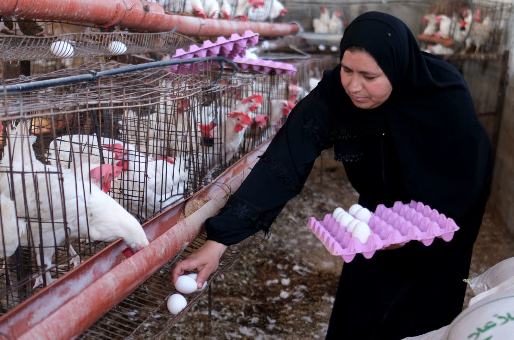 With hens from Women Can, Hajer collects eggs every afternoon to sell to local grocery stores.