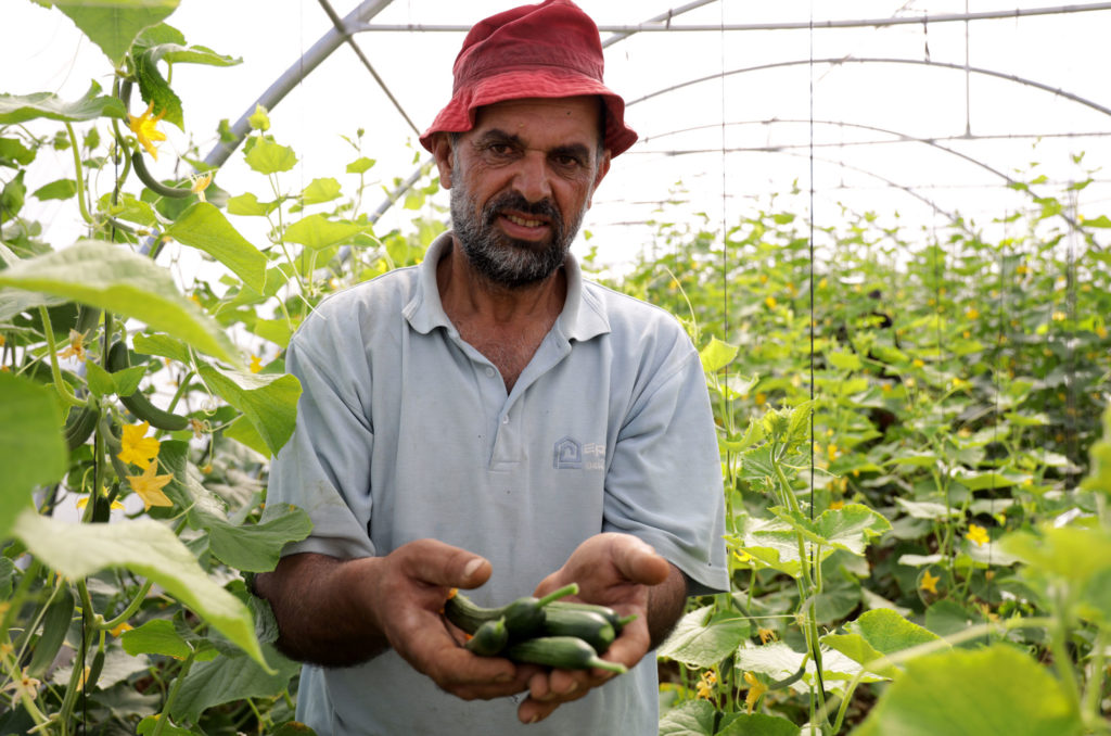 Marwan in his greenhouse holding up some newly harvested cucumbers.