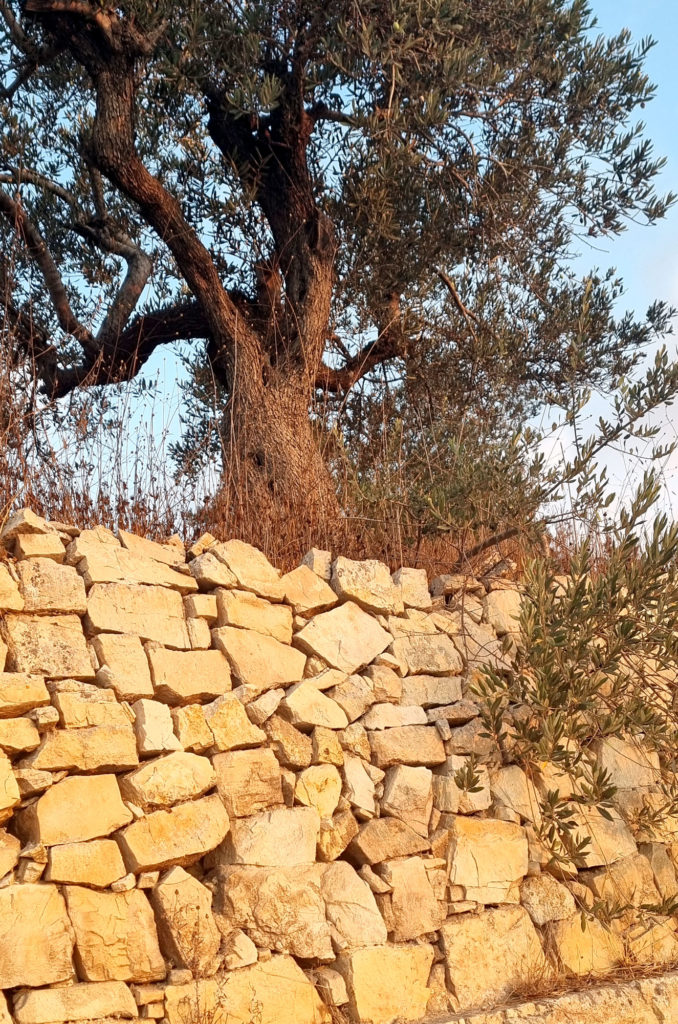 a terrace wall with an olive tree in the West Bank, Palestine