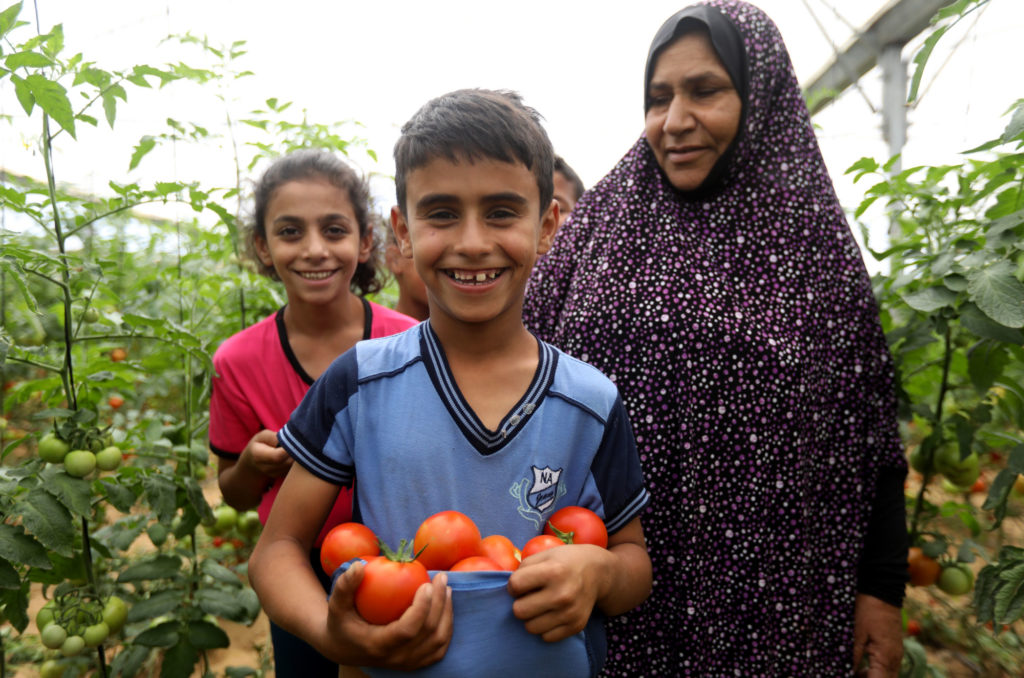 Shawki's family helps pick the tomatoes.