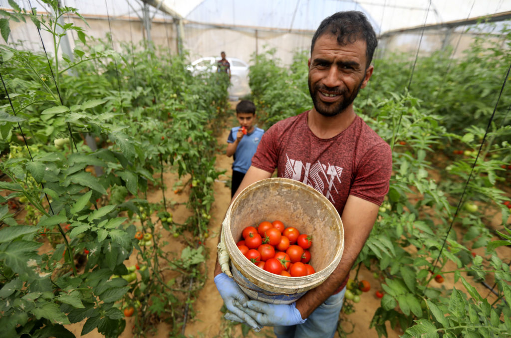gaza, agriculture, palestine, greenhouses, farming, 3K7A1834-EDIT Shawqi holds a basket of his freshly-picked tomatoes.