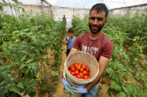 Shawqi holds a basket of his freshly-picked tomatoes.
