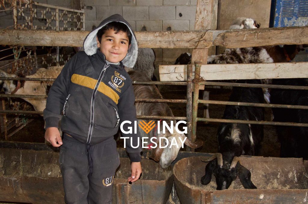 Anera Giving Tuesday 2022