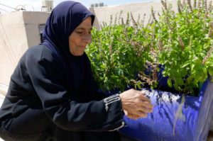 Woman tending her urban garden in Nahr El Bared