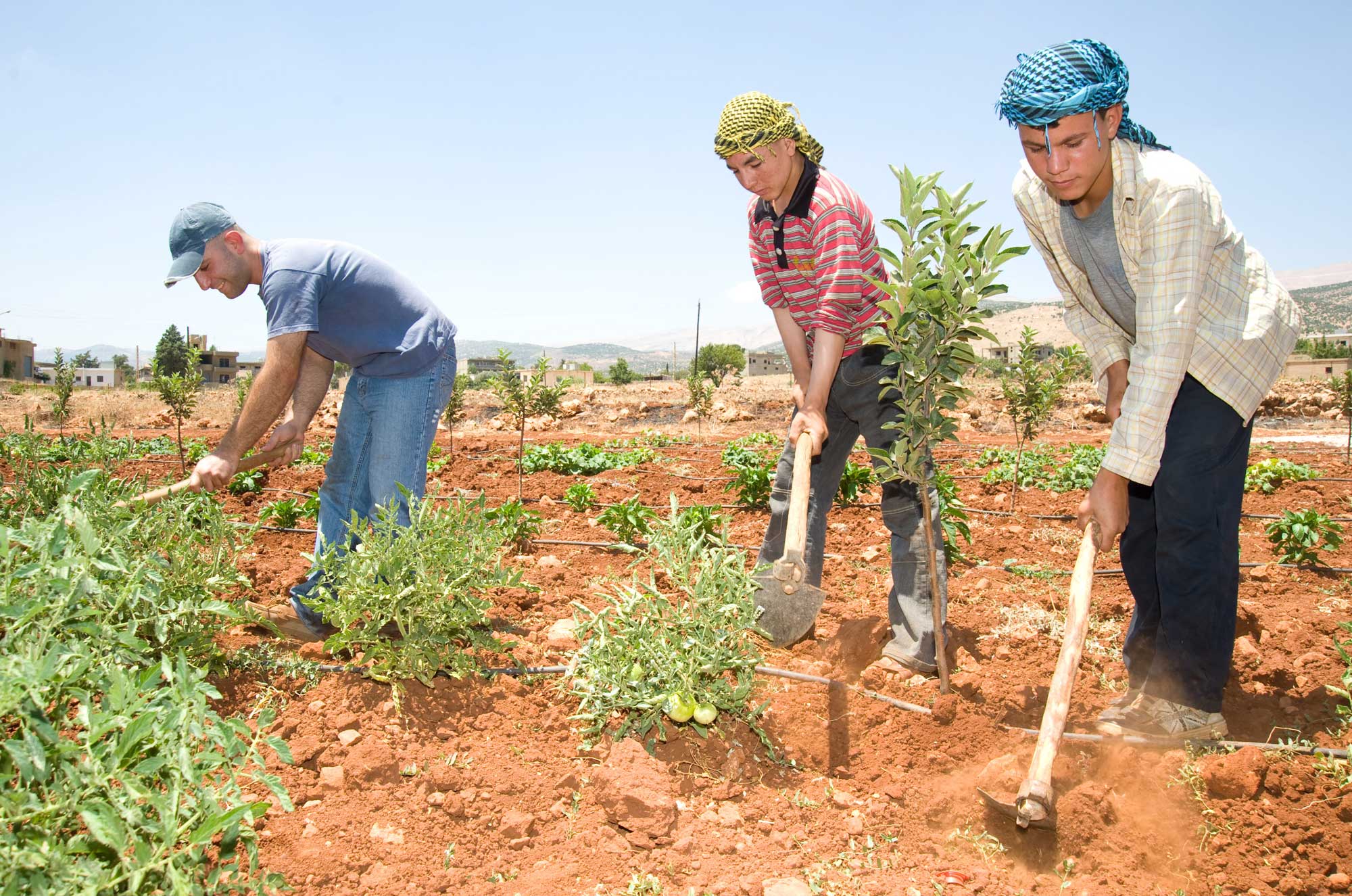 Several neighbors help Kozhaya Abou (left) tend fruit tree seedlings in the village of Deir Al Ahmar. Abou was one of 141 farmers in this area to receive fruit tree seedlings through Anera's tree project in 2010.