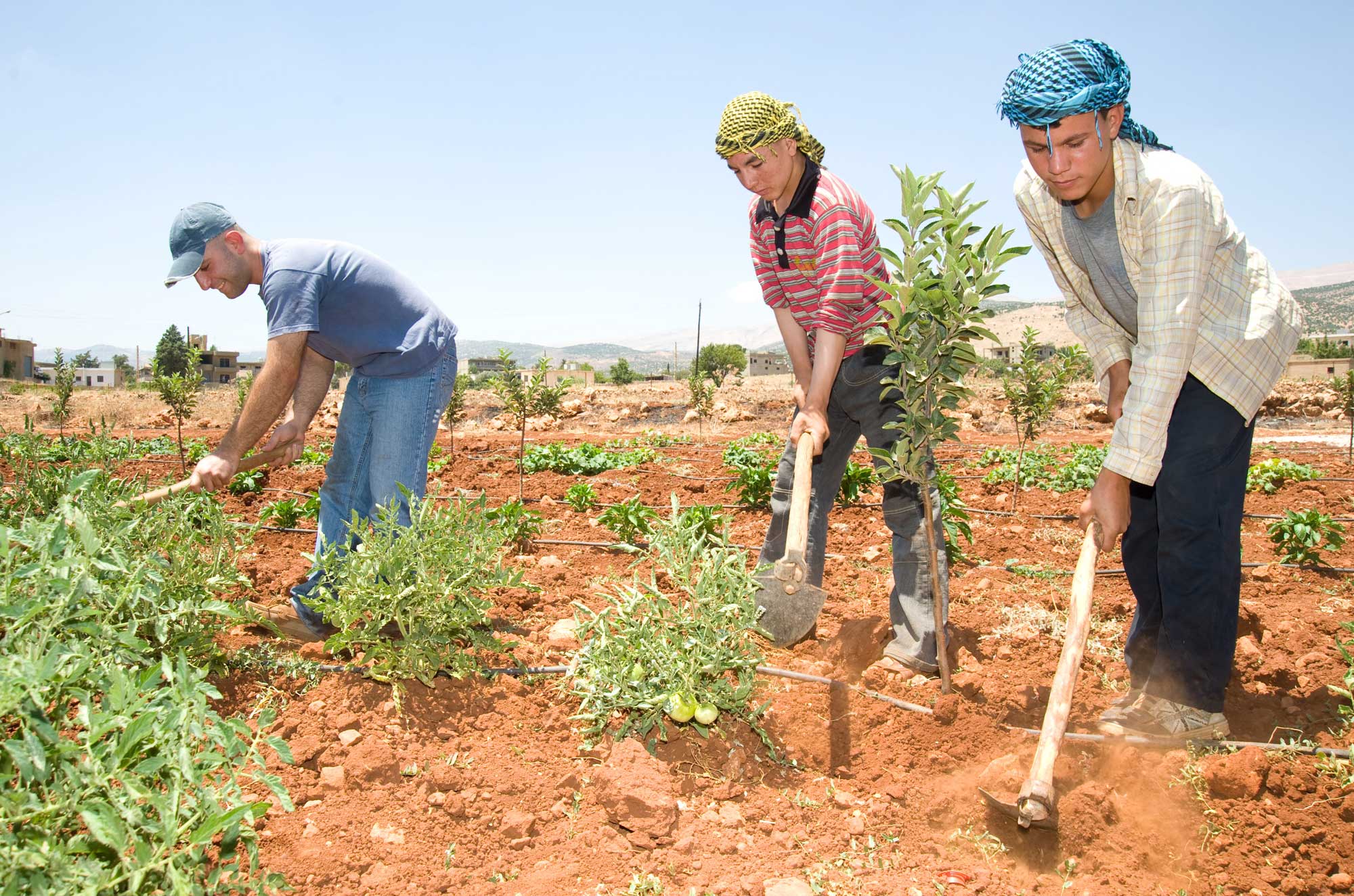 Anera-Lebanon-Baalbek-Tree-Planting Several neighbors help Kozhaya Abou (left) tend fruit tree seedlings in the village of Deir Al Ahmar. Abou was one of 141 farmers in this area to receive fruit tree seedlings through Anera's tree project in 2010.