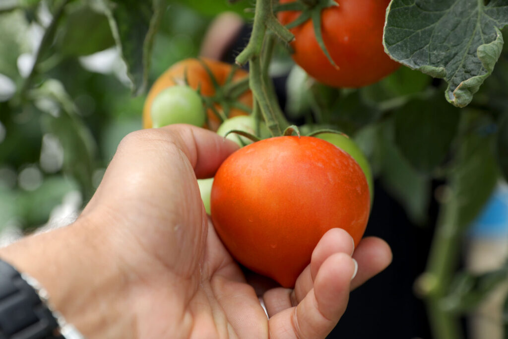 A farmer's hand reaches to pick a ripe, red tomato.