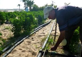 Farmer in Gaza turns on an irrigation pipe that Anera installed in his fields.