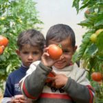 Family farms in Palestine foster food security.