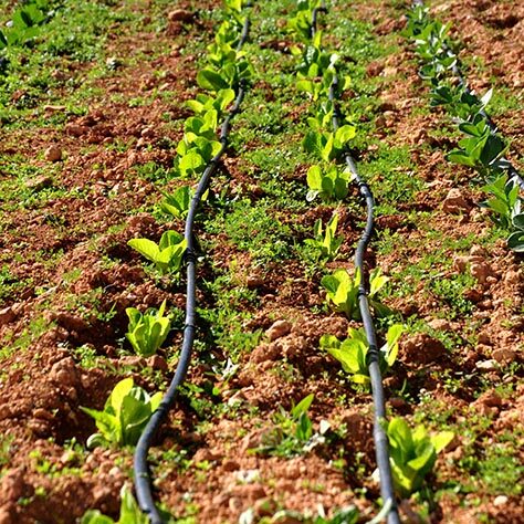 West Bank farms thrive when farmers share their best practices, like drip irrigation.