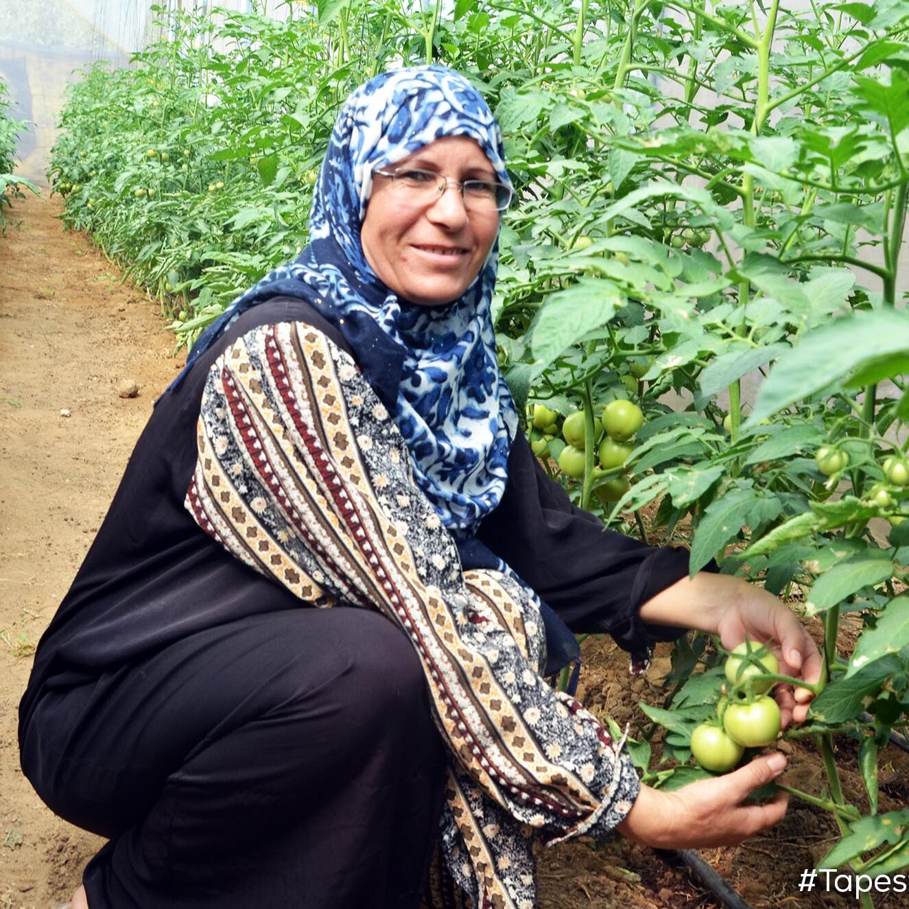 "I live in the rural community of Deir El Balah and was recently introduced to the agricultural practice of grafting. Grafting is new to Gaza and helps produce disease-resistant seedlings that will flourish in our fertile soil. This will help me produce plants that will survive and grow to become strong and bountiful. I am hoping to harvest fourfold the quantity of delicious tomatoes than I have in years past.” - Noha, farmer (Zahera, Gaza)