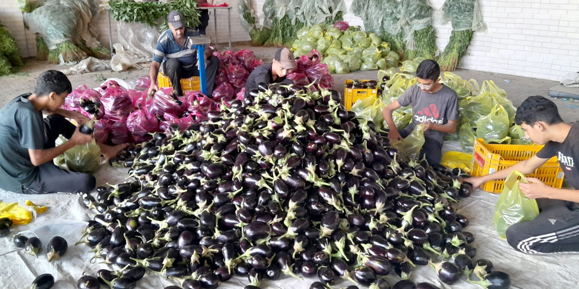 Vegetable-sorting-Anera-Gaza-Sept-3-2025