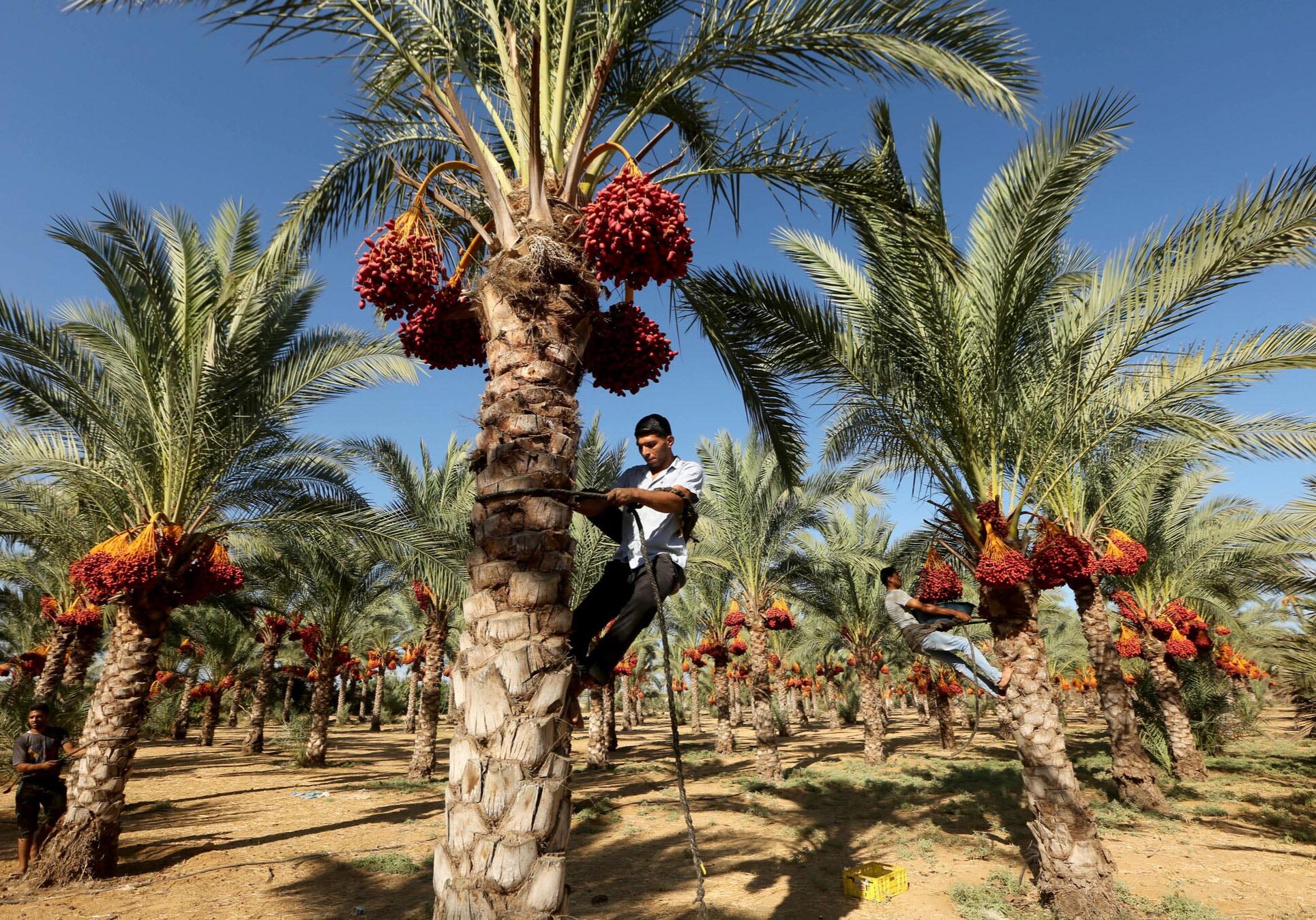 Palestinian farmers picking dates in Gaza