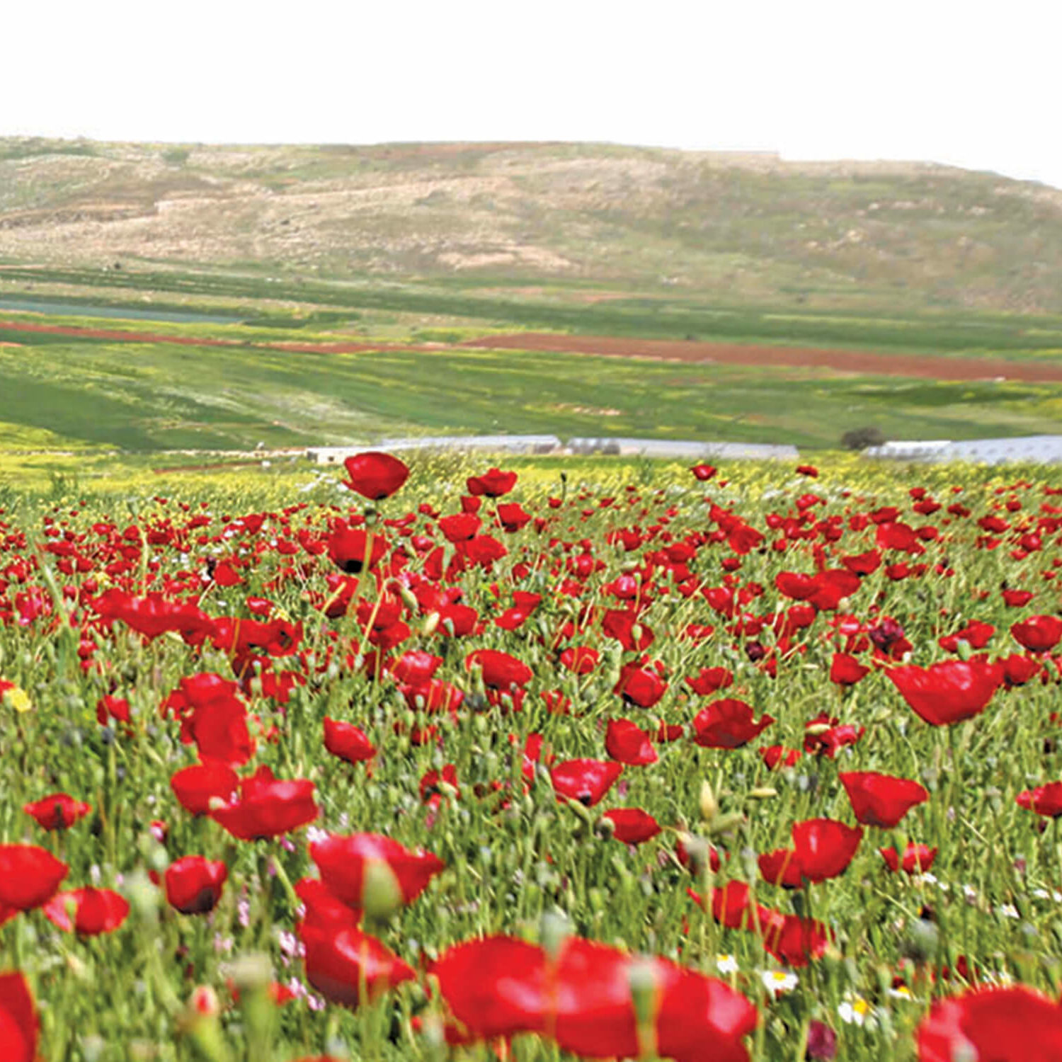 poppies-field